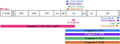 Whole Genome Sequencing of <mark class="highlighted">Enteroviruses</mark> Species A to D by High-Throughput Sequencing: Application for Viral Mixtures